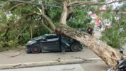 Terjadi kecelakaan pohon tumbang yang mengakibatkan 2 kendaraan roda empat ringsek tertimpa pohon. Kejadian tersebut terjadi di Jalan Ciater
