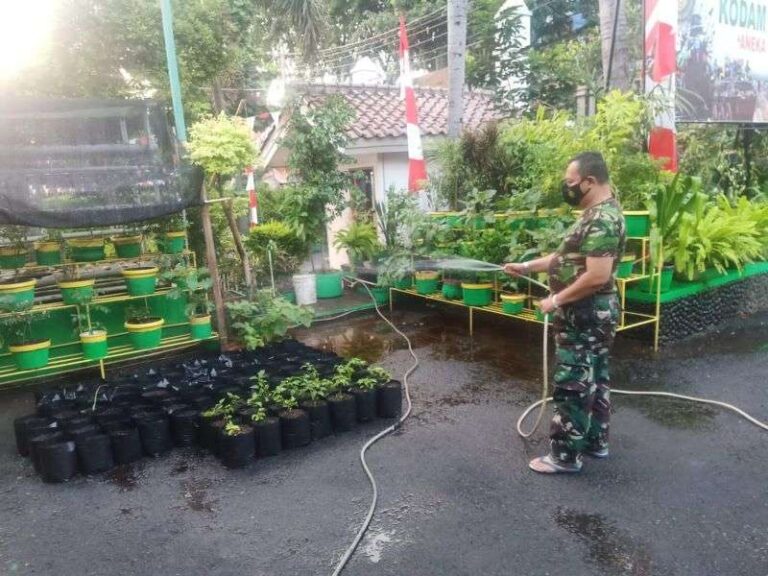 Babinsa Koramil 05/KJ Giat Perawatan Tanaman Ketahanan Pangan
