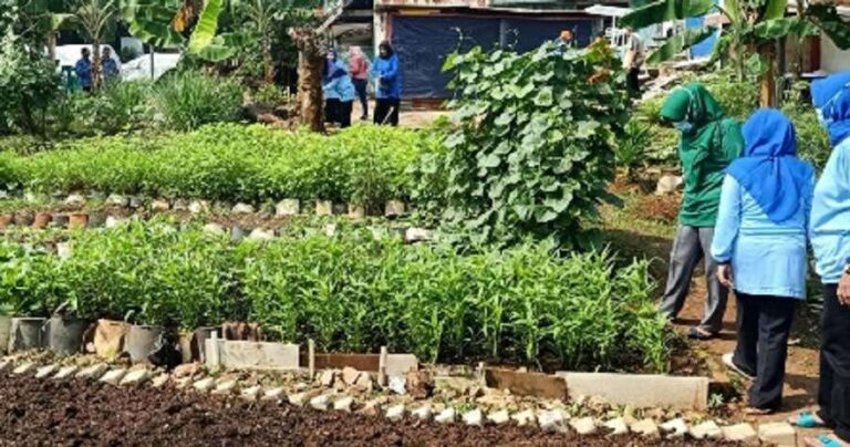 Kelompok wanita yang tergabung dalam Tim Penggerak PKK Kelurahan Cipulir yang dipimpin oleh Ibu Lurah, Supriyatin Rahman bercocok tanam di
