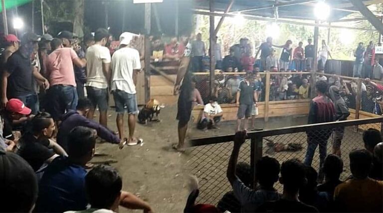 Aparat penegak hukum nampaknya belum bisa menghentikan praktik perjudian Sabung Ayam di Kilo Meter 10, Kampung Kadun Jaya, Distrik Wania