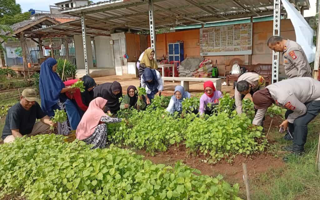 Kelompok Tani Semanan Sinergi Panen Sayuran di Lahan Urban Farming 1733890572608 1733890572608