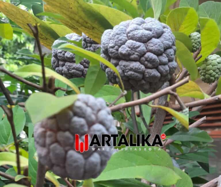 Manfaat Buah dan Daun Srikaya dalam Pengobatan Tradisional