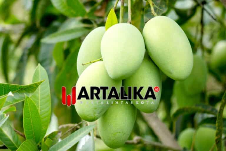 Mangga: Rahasia Imunitas Tubuh yang Tersembunyi