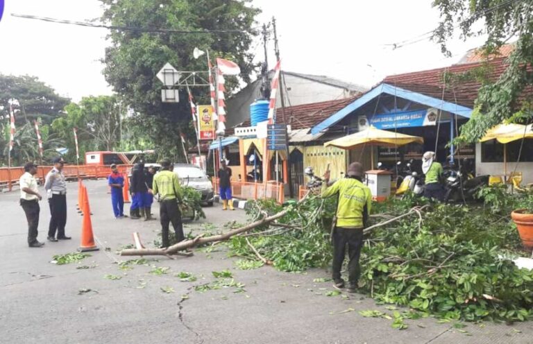 Rawan Tumbang, Pohon Angsana di Terminal Kalideres Dipangkas