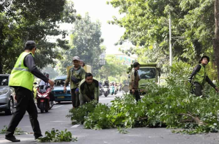 Pasukan Hijau Jakbar Pangkas Ratusan Pohon Rawan Tumbang dan Sempal