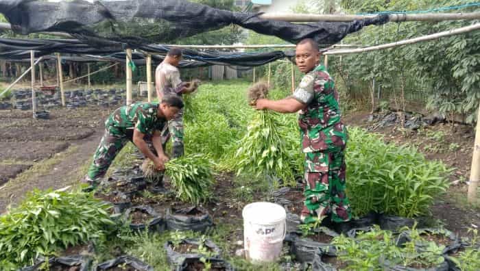 Kodim 0501/JP Sukses Budidayakan Sayur Mayur di Lahan Urban Farming