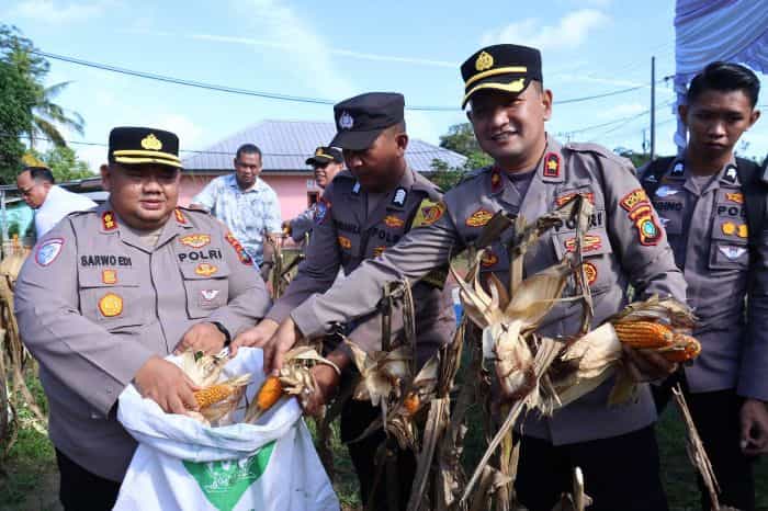 Kapolres Belitung Laksanakan Panen Jagung: Wujud Sinergi Polri dan Masyarakat Dukung Ketahanan Pangan Nasional