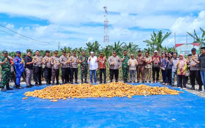 Panen Jagung Serentak 1 juta Hektar di Kecamatan Membalong Wujudkan Dukungan Swasembada Ketahanan Pangan Nasional 2025
