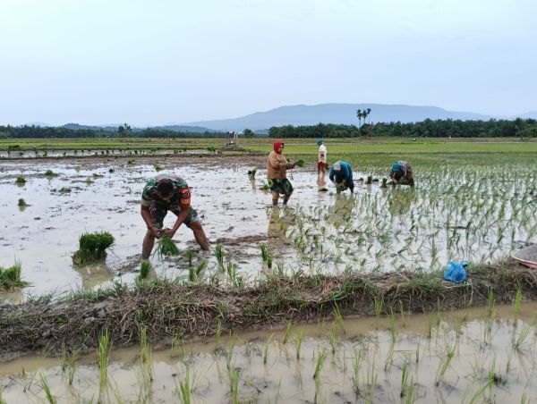 Sinergi TNI dan Petani, Tanam Padi di Lahan Persawahan