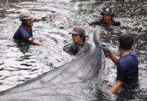 Petugas Gabungan DKI Jakarta Jaring 6,98 Ton Ikan Sapu-Sapu di 5 Wilayah Dengan melibatkan 640 personel, jumlah ikan sapu-sapu yang berhasil ditangkap mencapai sekitar 68.880 ekor dengan total berat 6,98 ton.
