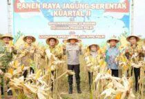 Sinergi Perkuat Ketahanan Pangan, Kapolda Jateng Irjen Pol. Ribut Hari Wibowo dan Wakil Gubernur Taj Yasin Maimoen Hadiri Panen Raya Jagung Kuartal II Tahun 2026 di Dukuh Banjarsari RT 07 RW 03, Kecamatan Teras, Kabupaten Boyolali, Sabtu (16/5/2026).