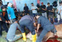 Sudis KPKP Jakbar Periksa 2.494 Hewan Kurban di 125 Lokasi, Kepala Suku Dinas KPKP Jakarta Barat, Bety Rohmawati melalui Kepala Seksi Peternakan dan Kesehatan Hewan, Tanti menjelaskan, pemeriksaan pada lokasi penyembelihan hewan kurban berlangsung mulai Rabu (27/5/2026) hingga Jumat (29/5/2026). 