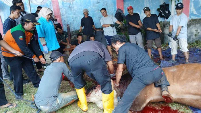 Sudis KPKP Jakbar Periksa 2.494 Hewan Kurban di 125 Lokasi, Kepala Suku Dinas KPKP Jakarta Barat, Bety Rohmawati melalui Kepala Seksi Peternakan dan Kesehatan Hewan, Tanti menjelaskan, pemeriksaan pada lokasi penyembelihan hewan kurban berlangsung mulai Rabu (27/5/2026) hingga Jumat (29/5/2026). 