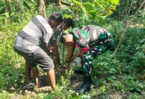 Babinsa Serengan Koramil 03/Serengan Djoko Riyadi dan Warga RTO1/RW 09 Serenga Kota Surakarta, Sabtu (16/05/2026) panen raya pisang dan singkong