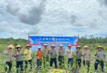Polres Belitung Gelar Panen Raya Jagung Serentak Kuartal II Tahun 2026 Dukung Swasembada Pangan berlangsung di Jalan Renati, Dusun Air Gelarak, Desa Air Selumar, Kecamatan Sijuk, Kabupaten Belitung