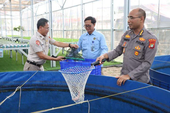 Polda Metro Jaya dan Polres Jakbar Panen 219 Kg Ikan Nila di Greenhouse Palmerah, Kegiatan panen tersebut dipimpin langsung oleh Kombes Pol. Ardanto Nugroho