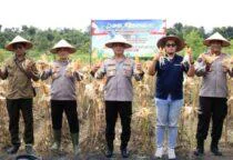 Polri di Garis Depan Ketahanan Pangan, Kapolda Babel Irjen Pol. Dr. Viktor Theodorus Sihombing, memimpin Panen Raya Jagung dan Luncurkan 166 SPPT
