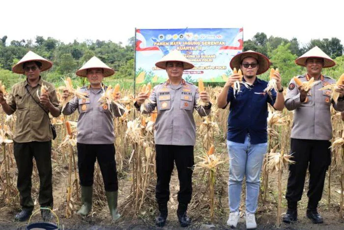 Polri di Garis Depan Ketahanan Pangan, Kapolda Babel Irjen Pol. Dr. Viktor Theodorus Sihombing, memimpin Panen Raya Jagung dan Luncurkan 166 SPPT